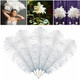 50cm-60cm Ostrich Feathers (Pack of 5)